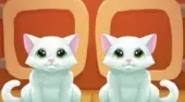 Nom Nom Kitties