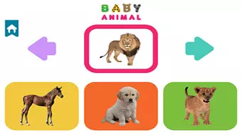 Baby Animal